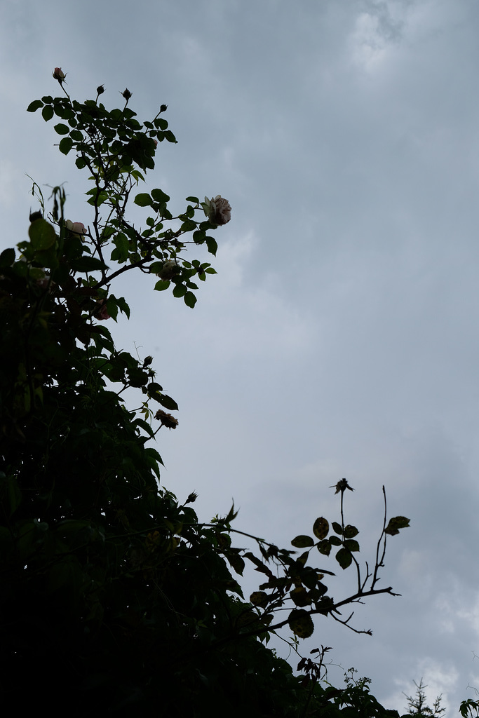 DSCF7207