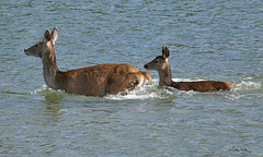 biche et son faon