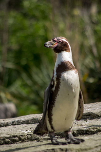 Penguin posing.