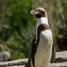 Penguin posing.