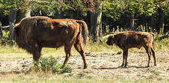 20190822 5467CPw [D~H] Wisent, Wisentgehege, Springe