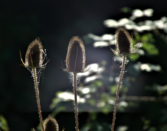 Teasels