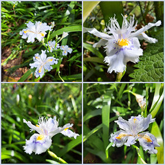 Gefranste Schwertlilie (Iris japonica)