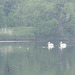 pelicans and friends 2