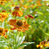 Sonnenbraut ***