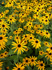 Blumengrüße