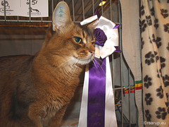 Rags at cat show in Nærum, 1