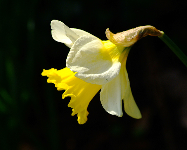 Daffodil