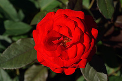 Late-Blooming Rose