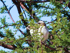 Webervögel mit PiP