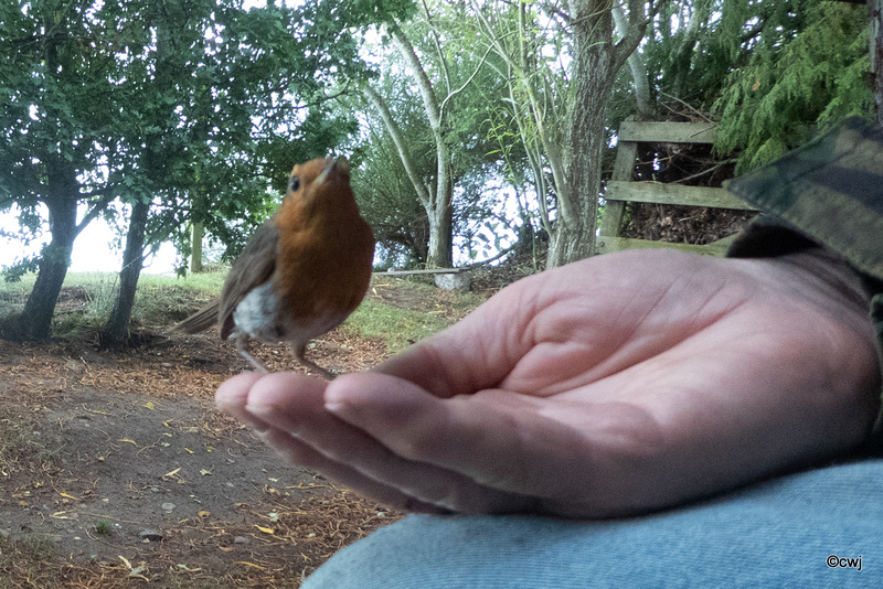 Young robin