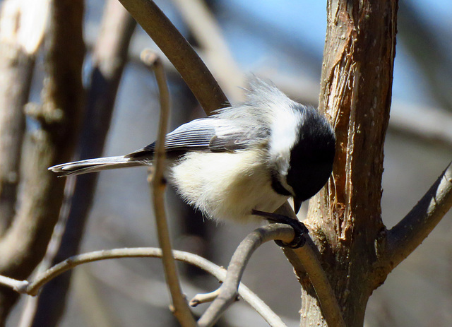 A wind-blown hairdo