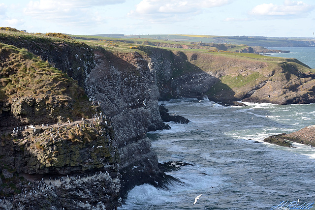 Crawton Cliffs towards Dunottar Castle