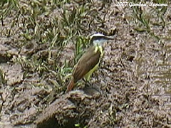 48 Great Kiskadee (Pitangus sulphuratus)