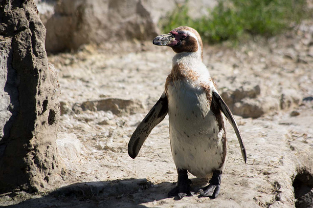 Penguin posing