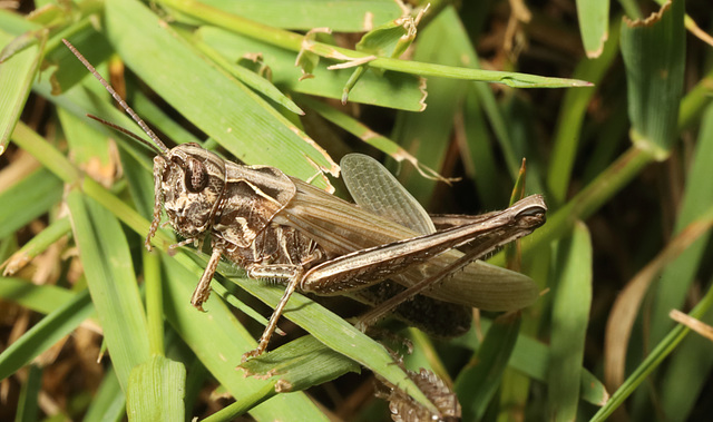 IMG 3906Grasshopper