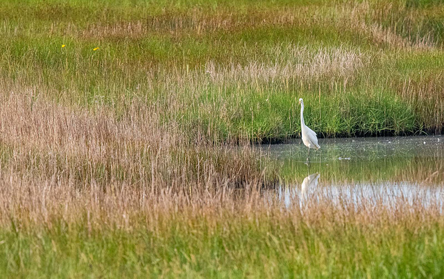 Great white egret