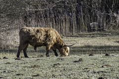 HBM ... with a Highland Cattle and a bench (© Buelipix)