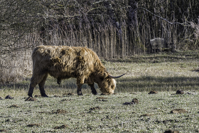 HBM ... with a Highland Cattle and a bench (© Buelipix)