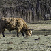 HBM ... with a Highland Cattle and a bench (© Buelipix)