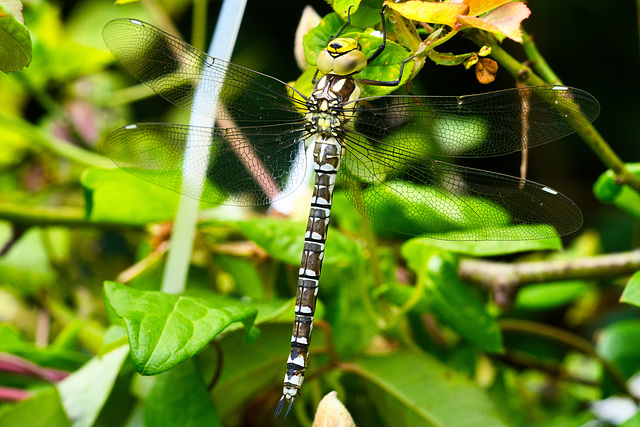 Libelle Quelljungfer Libelle Quelljungfer