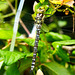 Libelle Quelljungfer