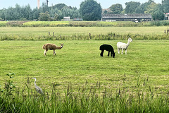 Alpacas and heron Alpacas and heron