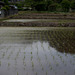 Rice seedlings just transplanted