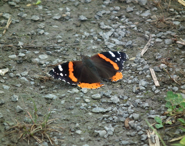 vulcain / red admiral