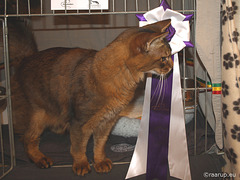 Rags at cat show in Nærum, 2