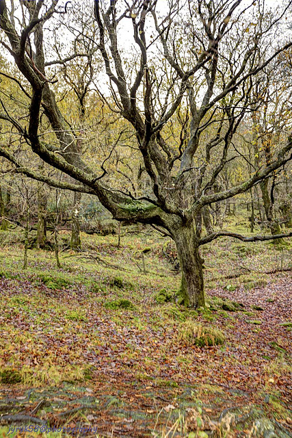 Glendalough 31