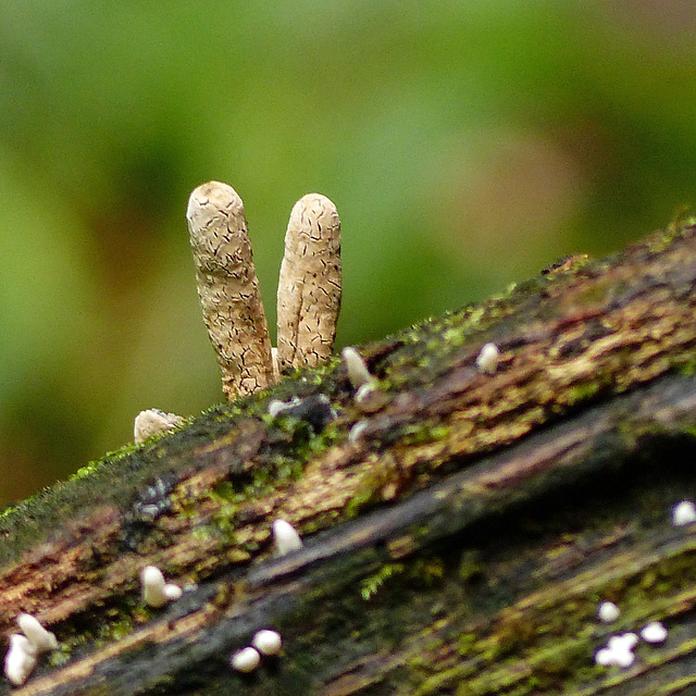 Fungi, Main Ridge Forest Reserve, Day 2