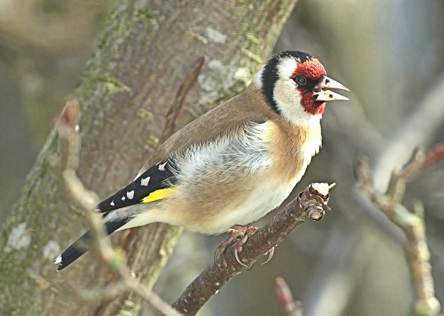 Goldfinch