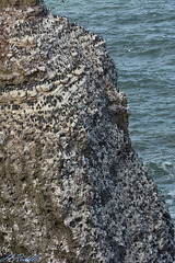 Crawton Cliffs detail