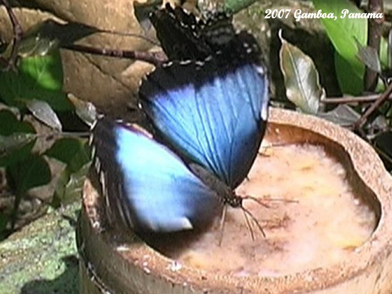 53 Morpho menelaus at a Feeding Station