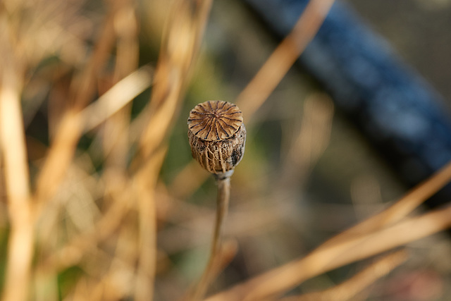 Seed Head 2 Seed Head 2