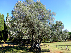 HR - Brijuni - Mediterraner Garten