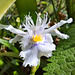 Gefranste Schwertlilie (Iris japonica)