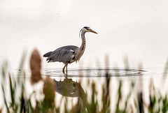 Heron