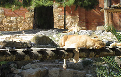 African lioness in lazy moment.