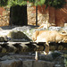 African lioness in lazy moment.