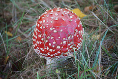 Amanita muscaria an der Bodenseer Straße