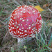 Amanita muscaria an der Bodenseer Straße