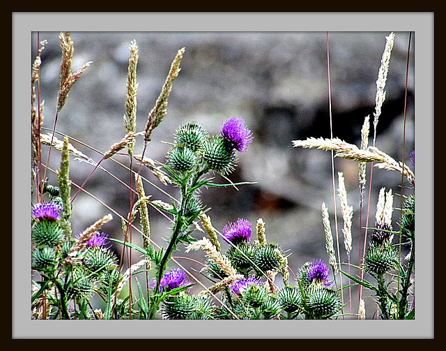 Thistles and Grasses.