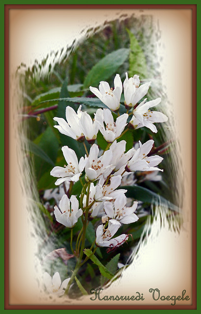 Blumen aus Nachbars Garten