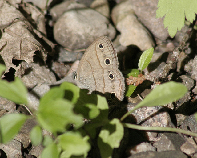 petit satyre des bois / little wood-satyr