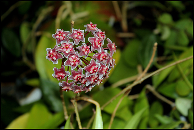 Hoya pubicallix (1)