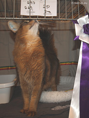 Rags at cat show in Nærum, 3
