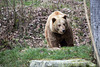 20160303 0182VRAw [D~BI] Braunbär (Ursus arctos), Tierpark Olderdissen, Bielefeld