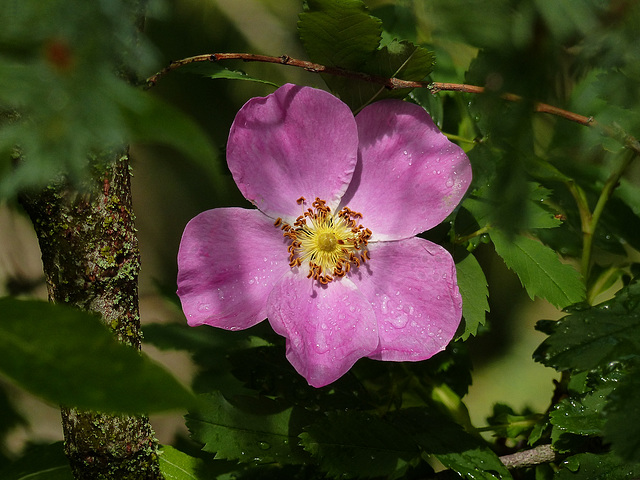 Wild Rose in the rain